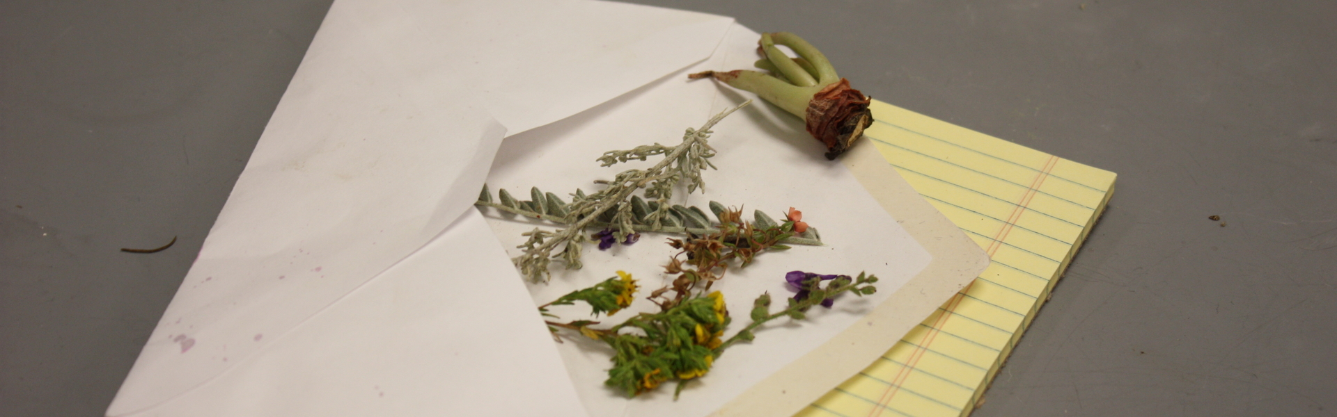 Image of Plant Samples